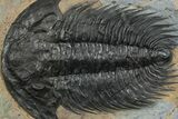 Spectacularly Preserved Acadoparadoxides Trilobite #352267-2